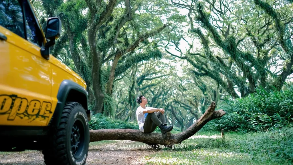 Hutan De-Djawatan Banyuwangi