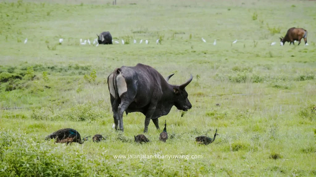 Taman Nasional Alas Purwo